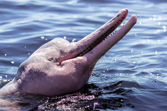 pink dolphin in Amazon river