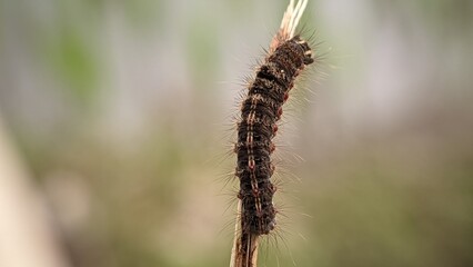 A black, hairy caterpillar walks on a brown twig macro photo