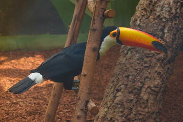 The toco toucan (Ramphastos toco) in Moscow zoo