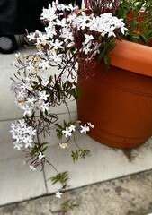 White Jasmine Flowers Blooming in Orange Pot