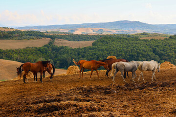 Obraz premium Scenes of Tuscany 2025