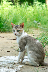 Obraz premium Cat sitting outdoors looking to the side. Close-up of a Domestic Cat with Green Eyes. A clear, high-resolution portrait of a domestic short-haired cat. 