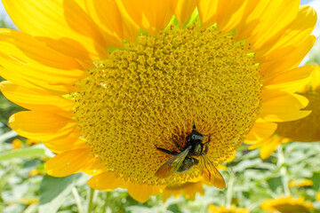 Close-up of a sunflower with a bee collecting nectar