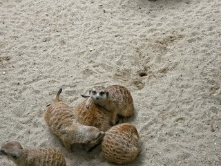 several meerkats (Suricata suricatta) in a sandy environment.