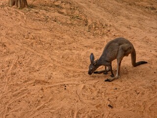 Kangaroo on reddish-brown dirt or sandy ground. 
