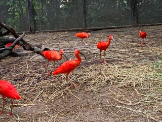everal vibrant scarlet ibises with long, curved beaks, walking around in a fenced, earthy enclosure...