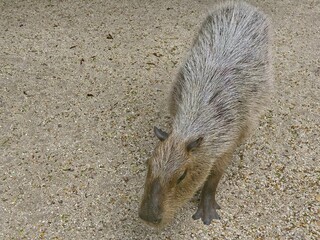 Capybara with brown and gray fur standing on a pebbled ground, top view image.