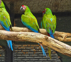 Military Macaws perched on a thick wooden branch.