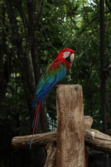 Red-and-green macaw perched on a thick, vertical wooden post. vertical photograph 