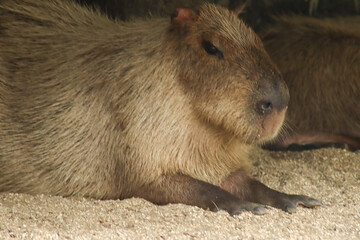 Close-up image of a capybara resting on a sandy surface.