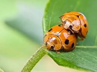 Ladybug insects are undergoing a natural reproduction process