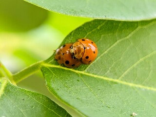 Ladybug insects are undergoing a natural reproduction process