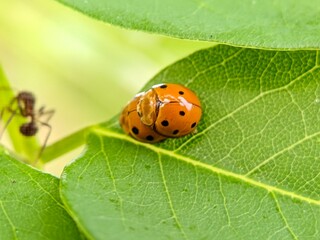 Ladybug insects are undergoing a natural reproduction process