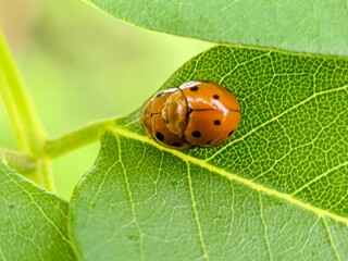 Ladybug insects are undergoing a natural reproduction process