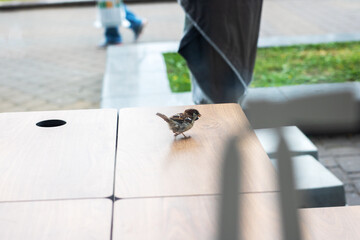 A Curious Sparrow is Joyfully Exploring a Beautiful Wooden Surface