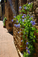 Obraz premium Scenes of Tuscany 2025