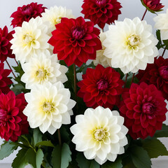 Decorative red Dahlias White tips