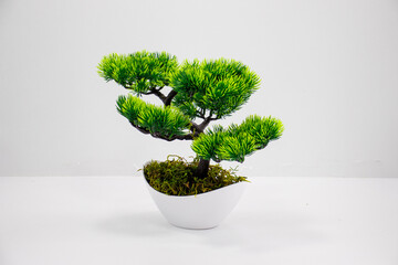 Minimalist bonsai tree in white ceramic pot on clean white background, symbol of zen, balance, and...