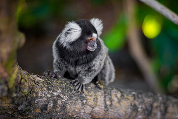 A calm Common Marmoset with white tufts rests on a tree branch, looking thoughtfully aside in a lush Brazilian forest