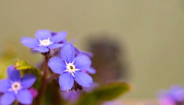 Close-up of delicate blue flowers (1) - Powered by Adobe