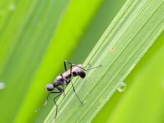 Closeup photo of a beautiful little insect on a rice leaf