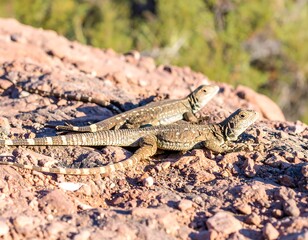 Fototapeta premium Lizards on Desert Rock