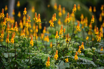 Senna alata, or Candle Bush, is a flowering shrub with tall, upright spikes of bright yellow flowers. It is widely recognized for its distinctive candle-like appearance and traditional medicinal uses.