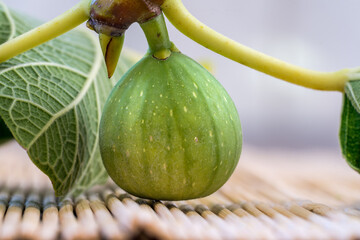 A close-up of a fresh fig on its stem, showcasing the connection from the tree to the table. A...