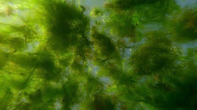 Underwater view on drifting colony single-celled microalgae drifting on surface of water, floating islands seaweed on daytime, slow motion. Floating algal blooming, Climate Change