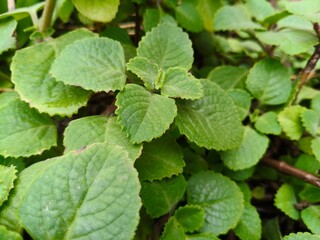 Close up shot of Growing Ajwain plant.