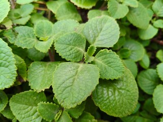Close up shot of Growing Ajwain plant.