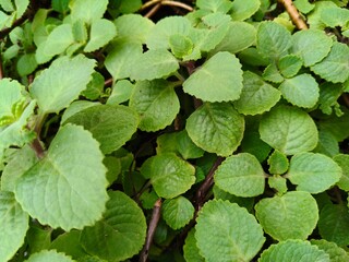 Close up shot of Growing Ajwain plant.