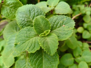 Close up shot of Growing Ajwain plant.