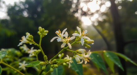 Delicate neem flowers bloom in the soft morning light capturing nature's beauty at its finest