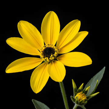Yellow and black flower with a black background