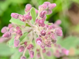 A closeup photo of a wildflower that commonly grows along roadsides in Asia