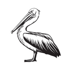 pelican on white background