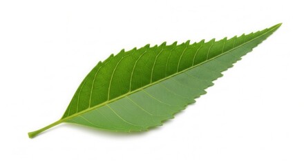 Fototapeta premium Isolated Green Leaf with Serrated Edges on White Background showcasing Natural Beauty