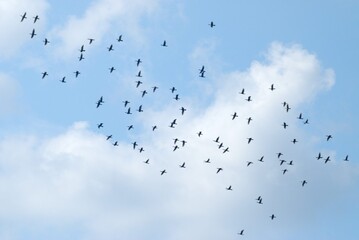Flock of birds migrating 