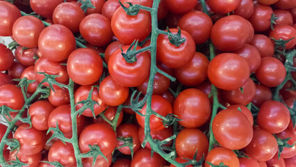 Tomates vermelhos pequenos, pilhas de tomatinhos orgânicos, produção e colheira do fruto