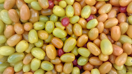 Amontoado de tomates cerejas, colheita de tomatinhos ainda verdes, fruto amadurecendo