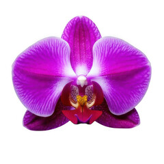 Fototapeta premium Orchid flower purple, isolated on white and transparent background