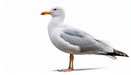 Obraz premium natural white seagull isolated on a white background aquatic animal