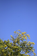 Galho de ipê florida em meio a vegetação da caatinga e céu azulado