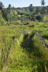 Caminho de cerca tomado pelo mato e pela natureza, beira de terreno alagado, beirada de levada 
