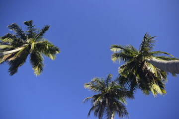 Fototapeta premium Galhos de coqueiros tropicais e céu azul, topo de coqueiros verdes frondoso vistos de baixo