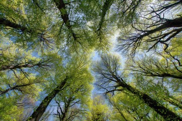 Obraz premium Forest canopy, fresh spring leaves, looking up