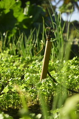 Irrigação automática em horta de coentro, cebolinha e alface, cultivo de hortaliças orgânicas em fazenda familiar