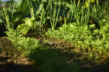 Horta de cheiro verde e coentro orgânicos, cultivo ecológico de verduras e hortaliças
