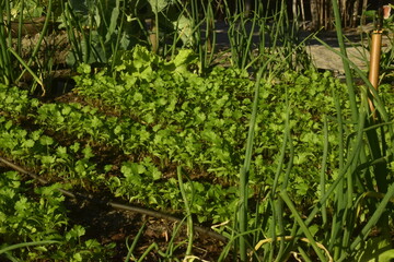 Fileira de plantação de cheiro-verde, canteiro de coentro e cebolinhas em crescimento, plantio de produtores tradicionais